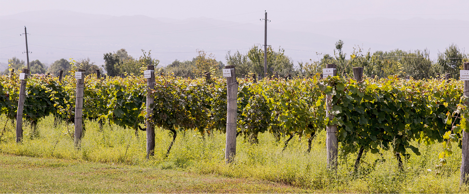 Winery97 ვენახი